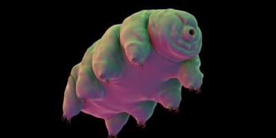Picture 30 Interesting Facts About Tardigrades