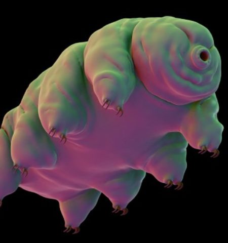 Picture 30 Interesting Facts About Tardigrades