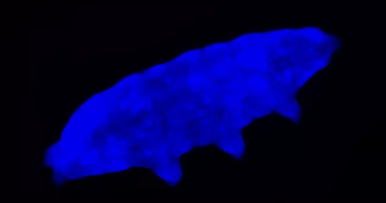 Tardigrade in UV rays
