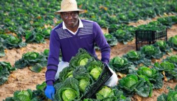 Picture 10 of the Most Underutilized Vegetables