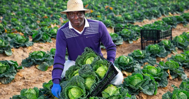 African cabbage