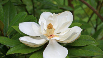 Picture What Pollinates Magnolia Plants?