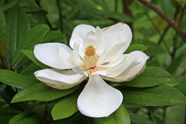 Magnolia Soulangiana - Magnolia Soulangiana 40-60 Cm En Conteneur - Floraison Spectaculaire