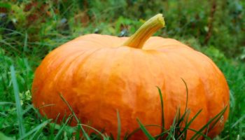Picture Humans May Have Saved Pumpkins Extinction