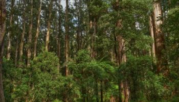 Picture Tasmania is Now Carbon Negative Thanks to Its Native Forest