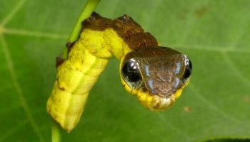 Picture Hemeroplanes Triptolemus Caterpillar Disguises Itself as a Snake