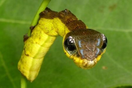 Picture Hemeroplanes Triptolemus Caterpillar Disguises Itself as a Snake