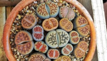 Picture Lithops – Succulent Plants That Look Like Stones