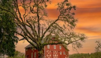 Picture Why are Barns Painted Red?