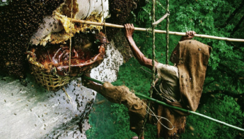 Picture What is Mad Honey?