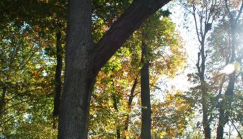 Picture What are Trail Trees?