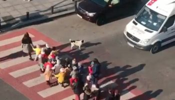 Picture Stray Dog Named Kursha Helps Preschoolers Cross the Road Safely