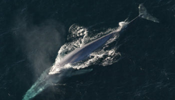 Picture Blue Whales Eat the Smallest Creatures in the Ocean