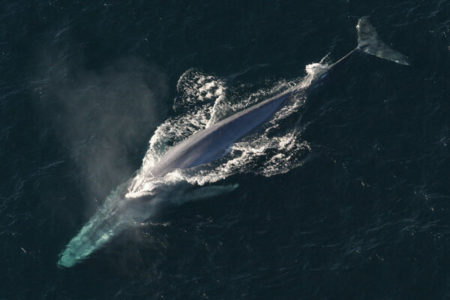 Picture Blue Whales Eat the Smallest Creatures in the Ocean