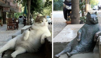 Picture Tombili – Street Cat from Istanbul Honored with a Statue