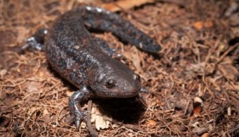 Picture How Unisexual Mole Salamanders Reproduce