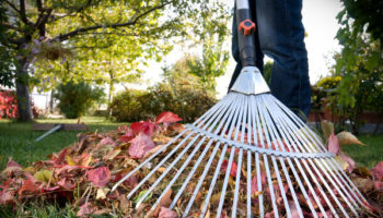 Picture Why Raking Leaves Bad for the Environment