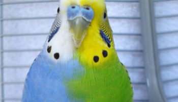 Picture What is a Half-Sider Budgerigar?