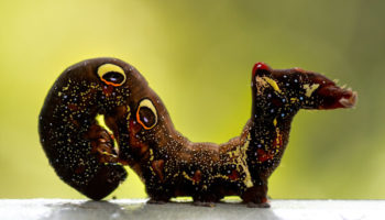 Picture The Fruit-Piercing Moth Caterpillar is Beautiful