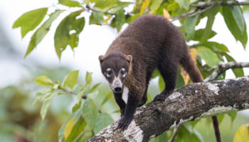 Picture Why are Coatis Called the Hog-Nosed Raccoon?