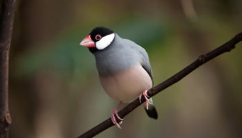 Picture The Java sparrow was Introduced to the Indian Subcontinent