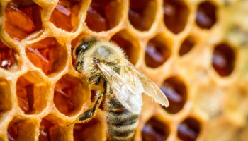 Picture The Incredible Lives and Contribution of Bees