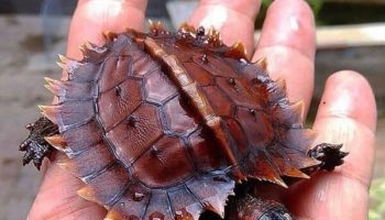 Picture The Unique Appearance of Juvenile Spiny Turtles