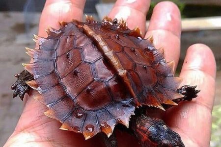 Picture The Unique Appearance of Juvenile Spiny Turtles