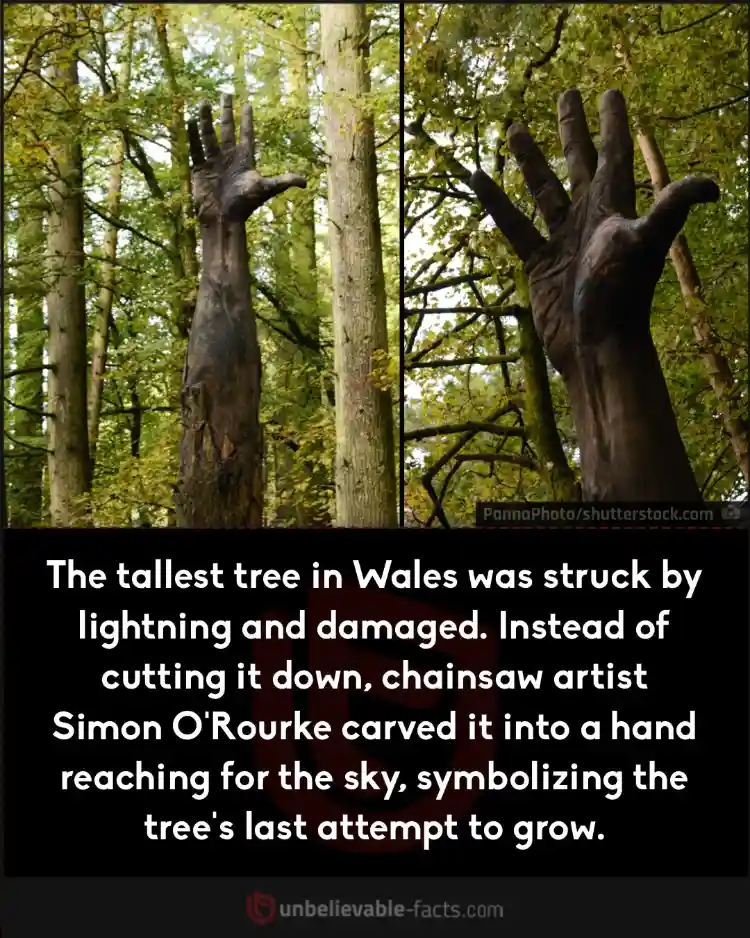 Artist carves damaged tree into hand