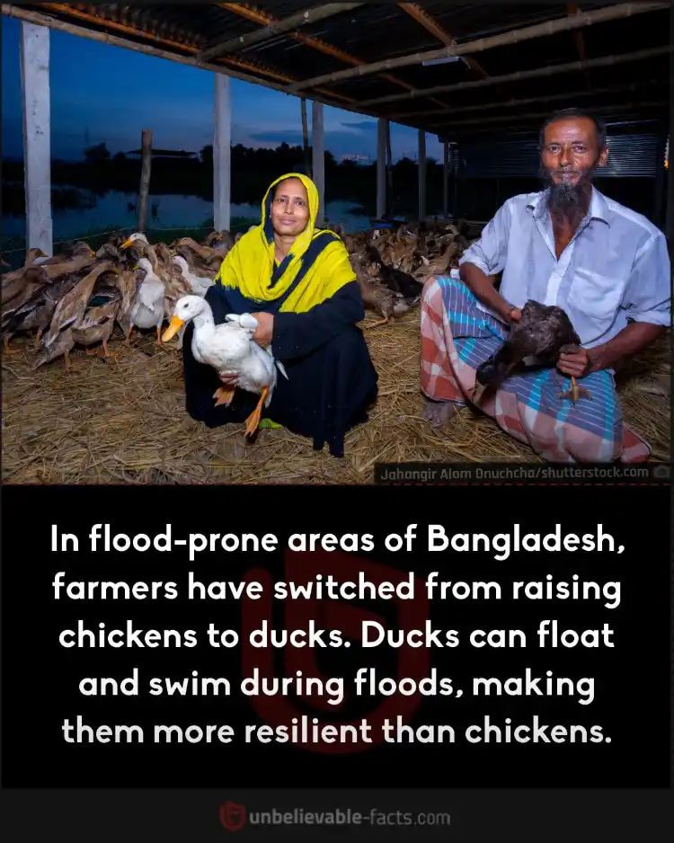 Bangladesh farmers switch to ducks from chickens due to floods