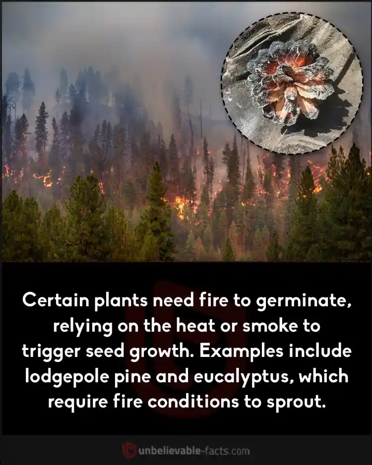 Certain plants need fire to germinate