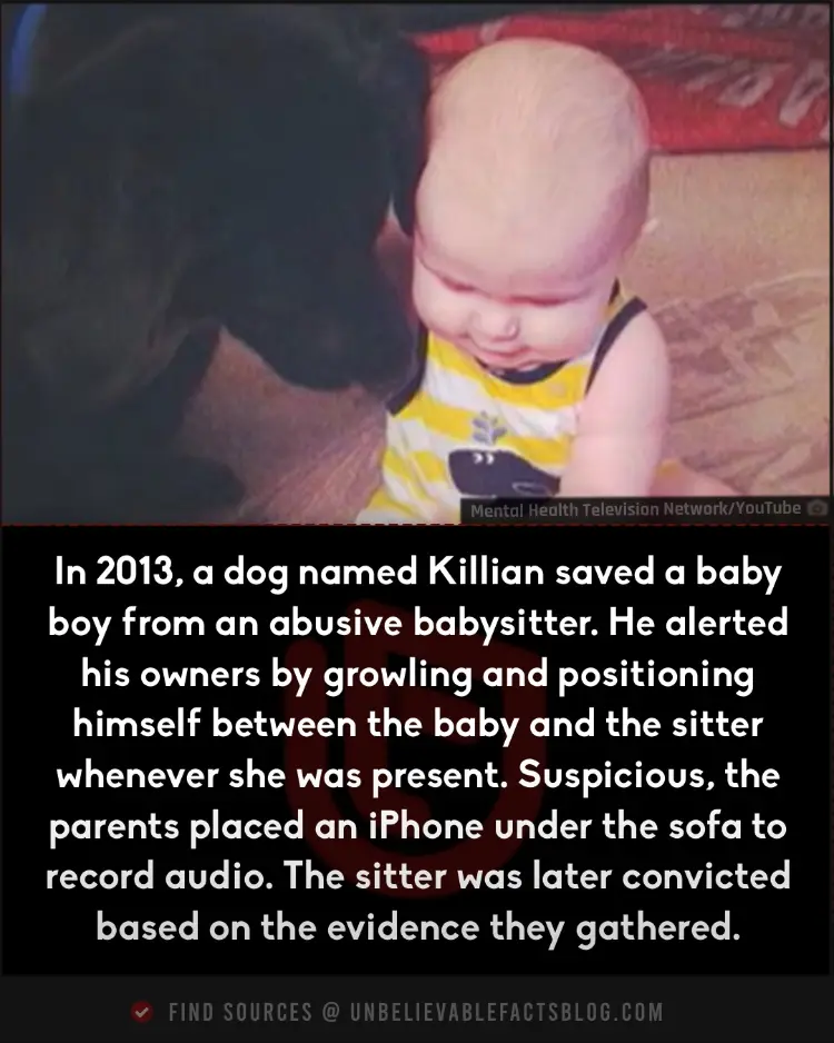 Dog saves baby from abusive babysitter