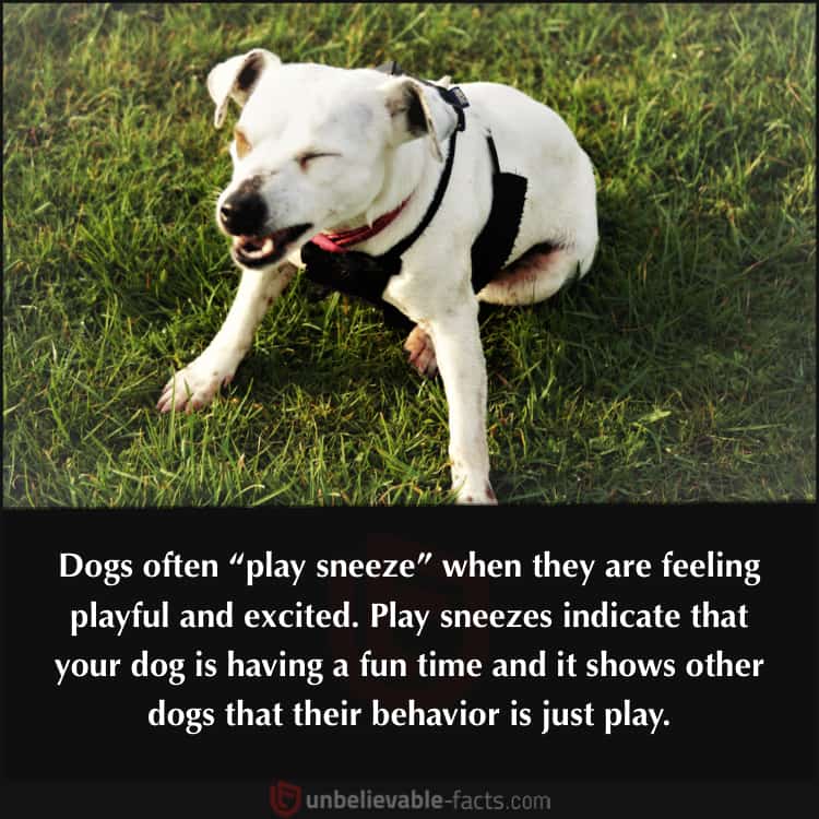 Dogs “Play Sneeze”