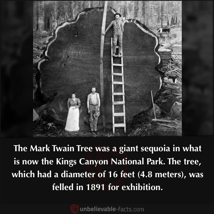 Giant Mark Twain Sequoia Tree