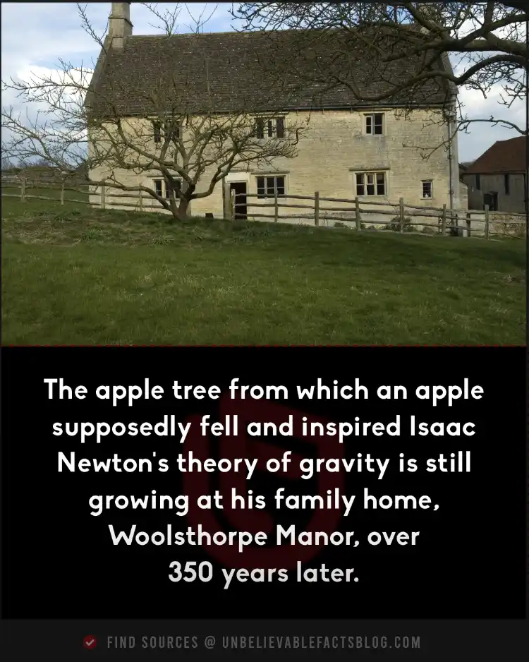 Isaac Newton's apple tree