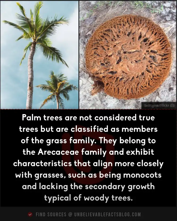 Palm trees are grasses with strong trunks, not true trees.