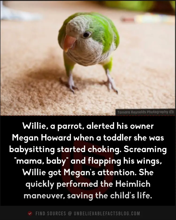 Parrot Willie saved choking toddler