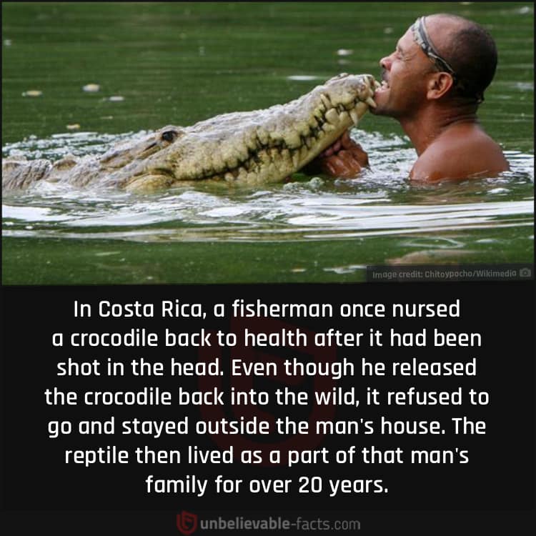 Pocho (crocodile)
