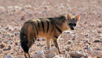 Picture What are Aardwolves Really?