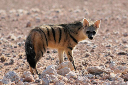 Picture What are Aardwolves Really?