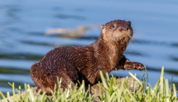 Picture River Otter Spotted in the Detroit River for the First Time in a Century