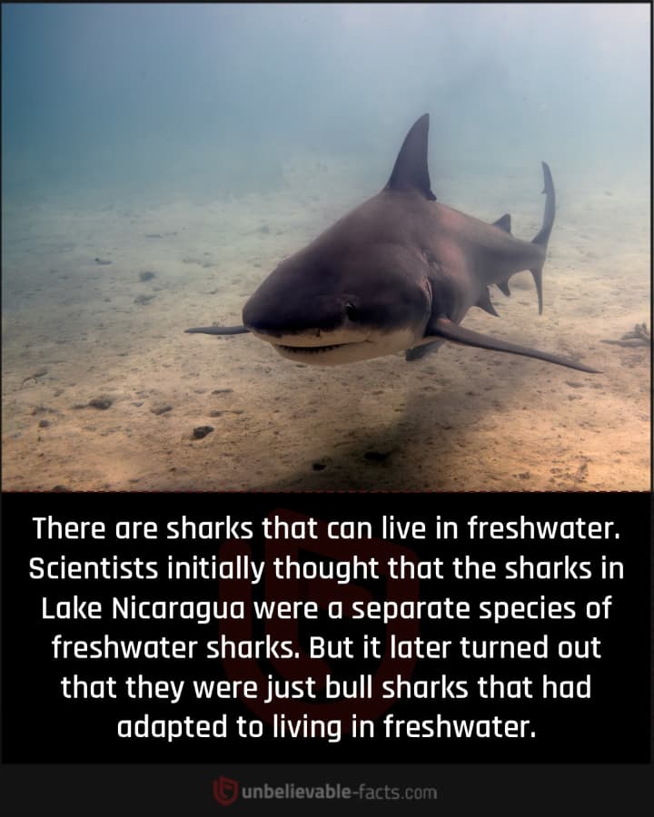 Sharks Can Survive in Freshwater