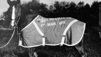 Picture Staff Sergeant Reckless – Decorated War Horse from the Korean War