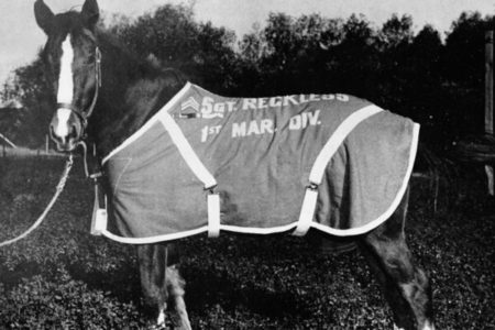 Picture Staff Sergeant Reckless – Decorated War Horse from the Korean War