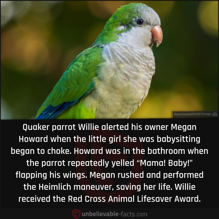 The Parrot that Saved a Toddler