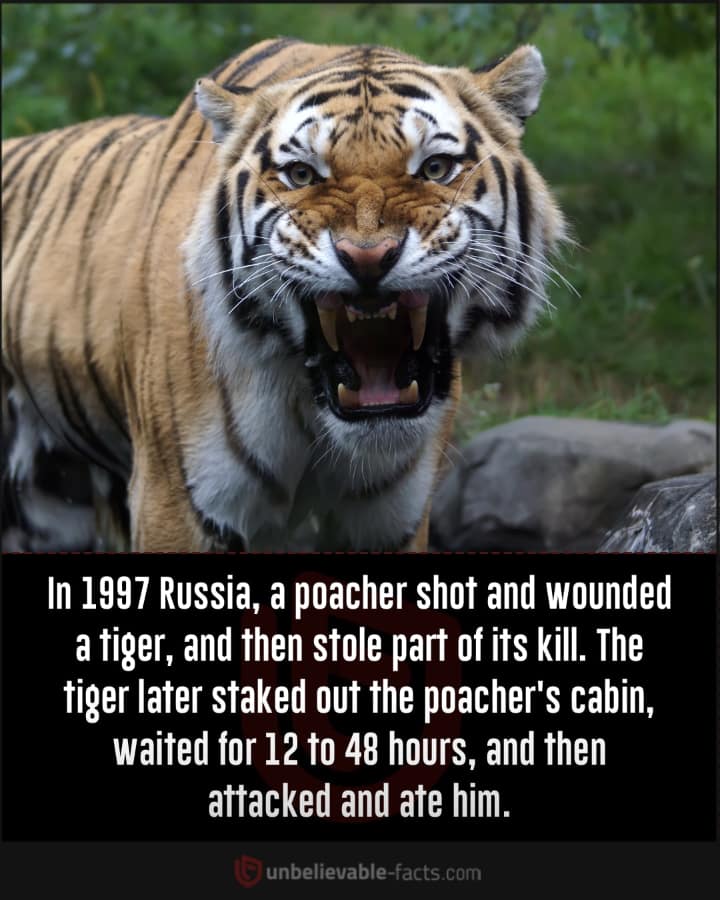 Tiger revenge
