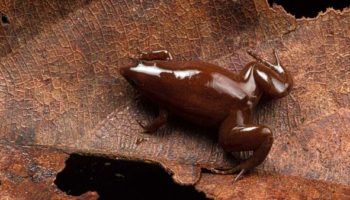 Picture Litoria Mira – Newly Identified Frog Species Looks Like Chocolate Frogs