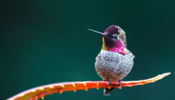 Picture The Power of the Hummingbird’s Brain
