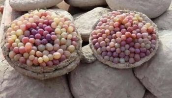 Picture Kangina – Centuries Old Afghan Method of Preserving Fresh Grapes
