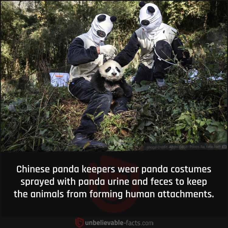 Panda keepers